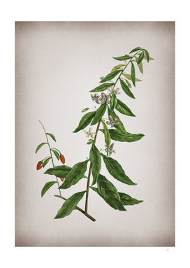 Vintage Goji Berry Tree Botanical on Parchment
