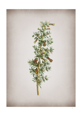 Vintage Kraal Honey Thorn Botanical on Parchment