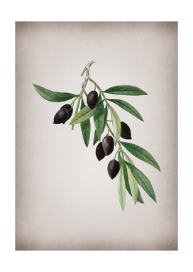 Vintage Olive Tree Branch 1 Botanical on Parchment