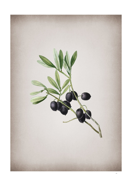 Vintage Olive Tree Branch 2 Botanical on Parchment