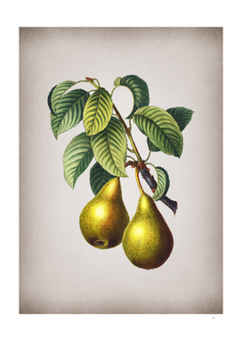 Vintage Pear Botanical on Parchment