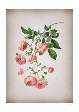 Vintage Pink Rambler Roses Botanical on Parchment