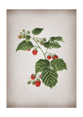 Vintage Raspberry Botanical on Parchment