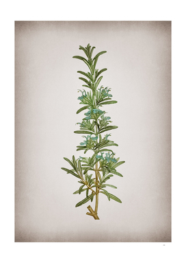 Vintage Rosemary Botanical on Parchment