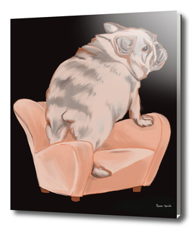 frenchie bulldog in an armchair