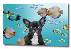 tropic fishes french bulldog underwater