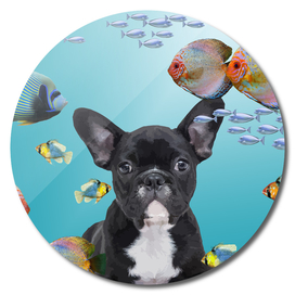 tropic fishes french bulldog underwater