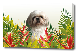 Shih tzu dog jungle Leaves heliconia