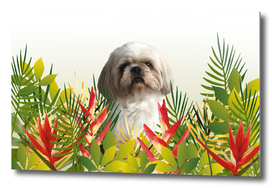 Shih tzu dog jungle Leaves heliconia