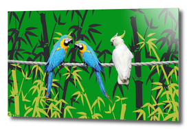 Bamboo Macaw Parrots Bird