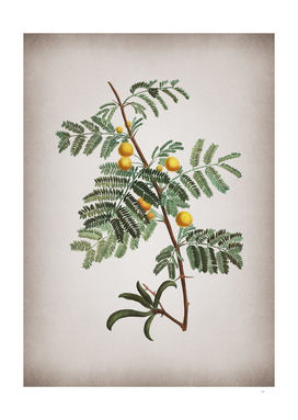 Vintage Sweet Acacia Botanical on Parchment