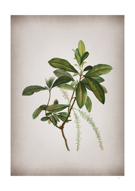 Vintage Swamp Titi Leaves Botanical on Parchment