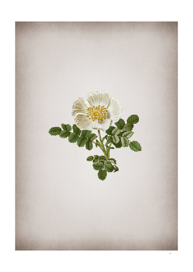 Vintage White Burnet Rose Botanical on Parchment