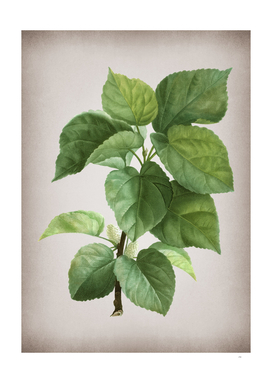 Vintage White Mulberry Plant Botanical on Parchment