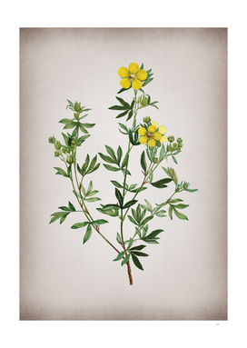Vintage Yellow Buttercup Flowers Botanical on Parchme