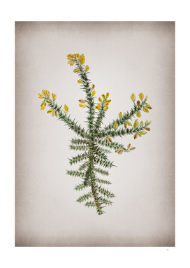 Vintage Yellow Gorse Flower Botanical on Parchment