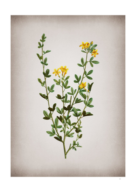 Vintage Yellow Jasmine Flowers Botanical on Parchment