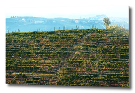 Italian vineyards. Calosso Piedmont 07