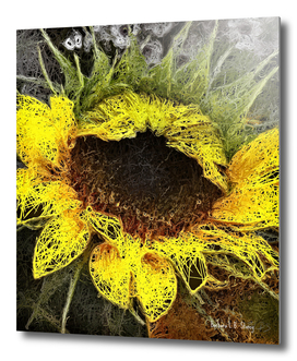 Lacy Sunflower