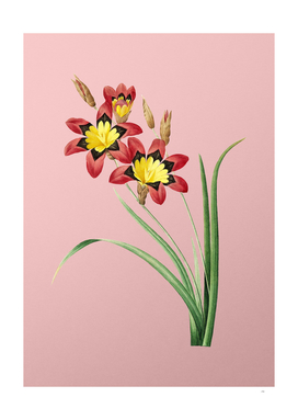 Vintage Ixia Tricolore Botanical on Pink