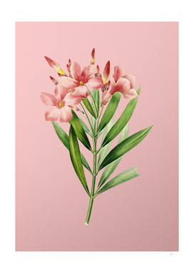 Vintage Oleander Botanical on Pink
