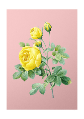 Vintage Yellow Rose Botanical on Pink