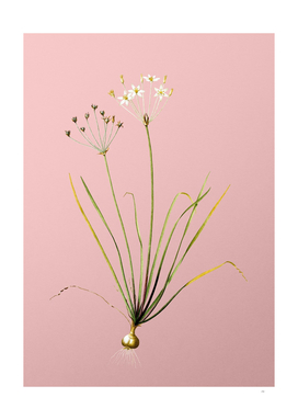 Vintage Allium Straitum Botanical on Pink
