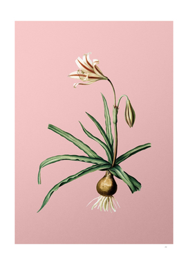 Vintage Amaryllis Broussonetii Botanical on Pink
