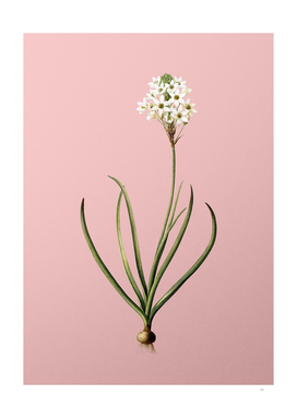 Vintage Arabian Starflower Botanical on Pink