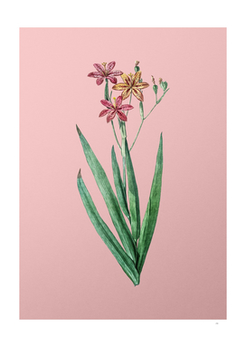 Vintage Blackberry Lily Botanical on Pink