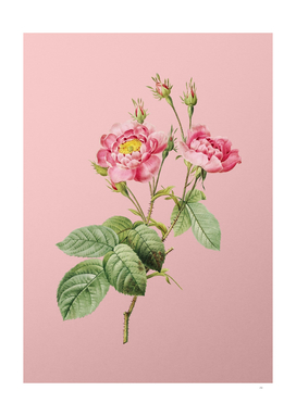 Vintage Blooming Anemone Centuries Rose Botanical on