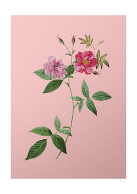 Vintage Blooming Hudson Rosehip Botanical on Pink