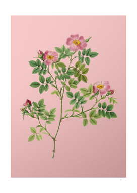 Vintage Blooming Rose Corymb Botanical on Pink