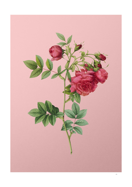 Vintage Blooming Turnip Roses Botanical on Pink