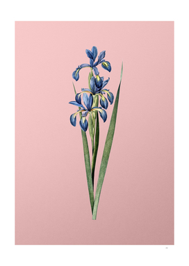 Vintage Blue Iris Botanical on Pink