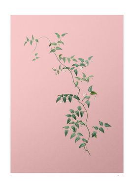 Vintage Bridal Creeper Botanical on Pink