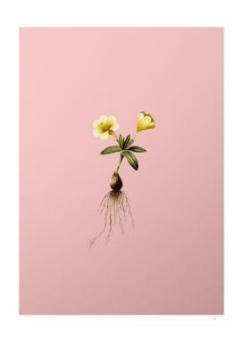 Vintage Cape Tulip 2b Botanical on Pink