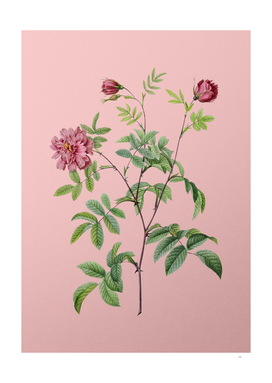 Vintage Cinnamon Rose Botanical on Pink