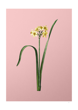 Vintage Cowslip Cupped Daffodil Botanical on Pink