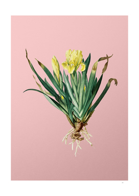 Vintage Crimean Iris Botanical on Pink