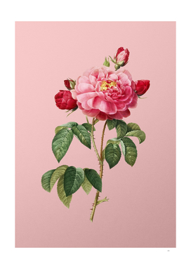 Vintage Duchess of Orleans Rose Botanical on Pink