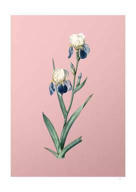 Vintage Elder Scented Iris Botanical on Pink