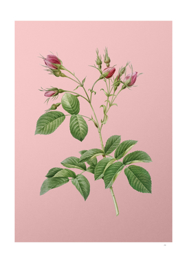 Vintage Evrat's Rose with Crimson Buds Pink Botanical