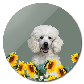 Poodle in sunflower field with leaves