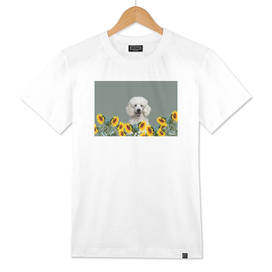 Poodle in sunflower field with leaves