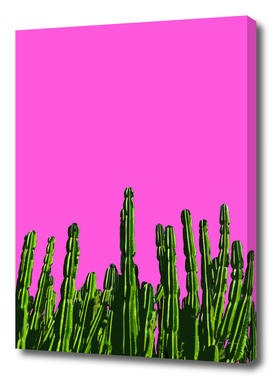 Cactus de Barragán