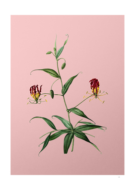 Vintage Flame Lily Botanical on Pink