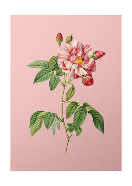 Vintage French Rosebush with Variegated Flowers Botan