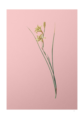 Vintage Gladiolus Botanical on Pink