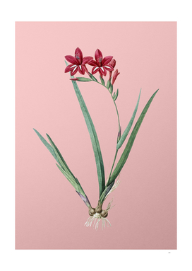 Vintage Gladiolus Cardinalis Botanical on Pink